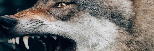 almoagna's profile banner image