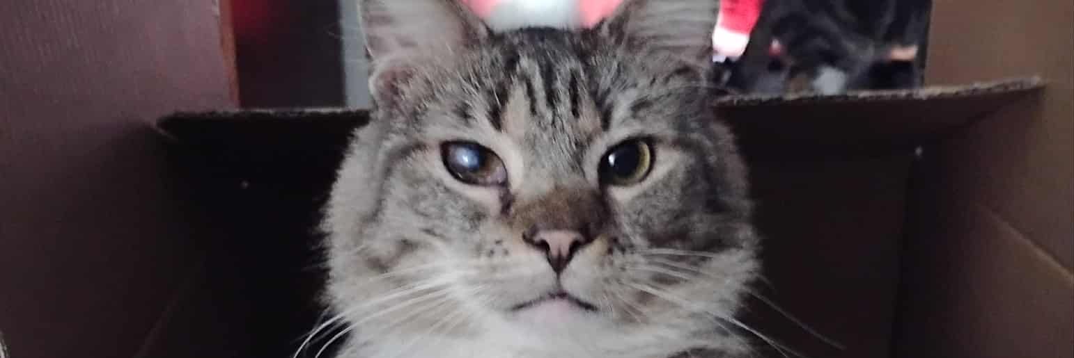 magiccatterfly's profile banner image