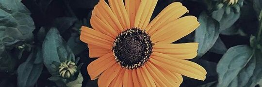 milleniasyfr's profile banner image