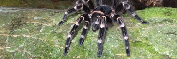 luiscunhamx Profile Banner