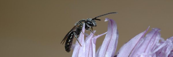 BeesYork Profile Banner