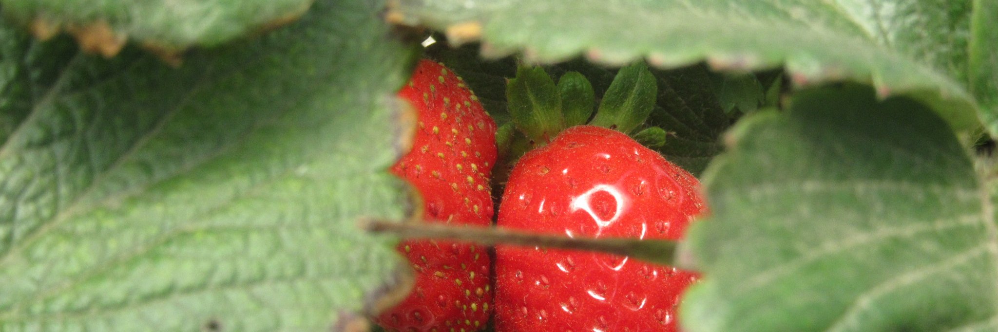 Agro Africa banner