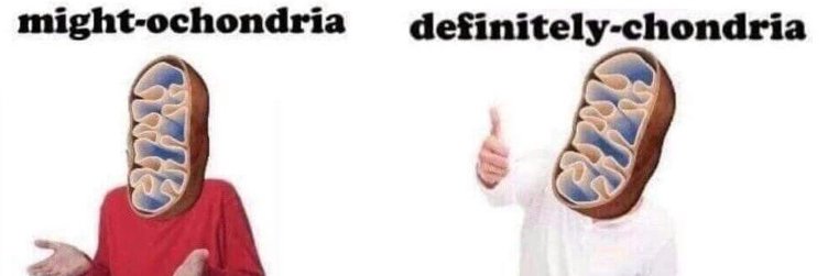 Lavinia Ferrone banner