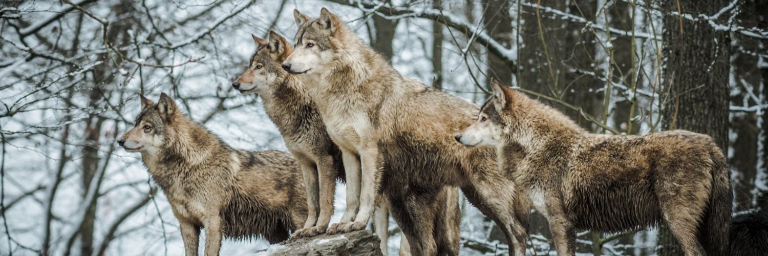 ivan_grey_Wolf's profile banner image