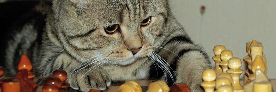 Heli Perälä 🇫🇮🇺🇦 banner