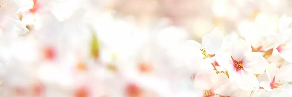 sakura_hitoe's profile banner image