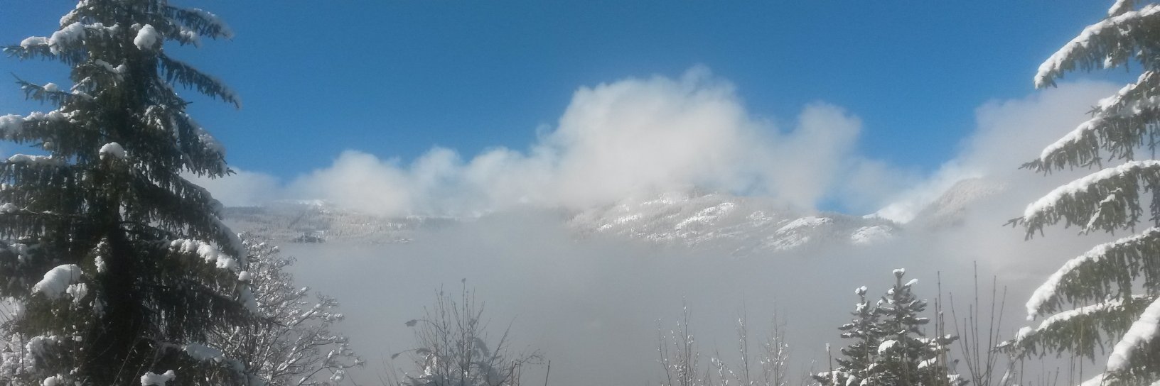 VIESSANT Céline 🍓🍇 banner