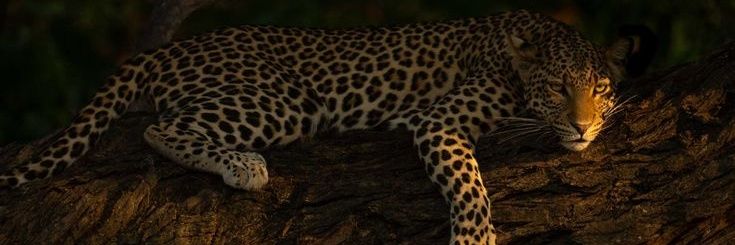 Indigenapreta2's profile banner image
