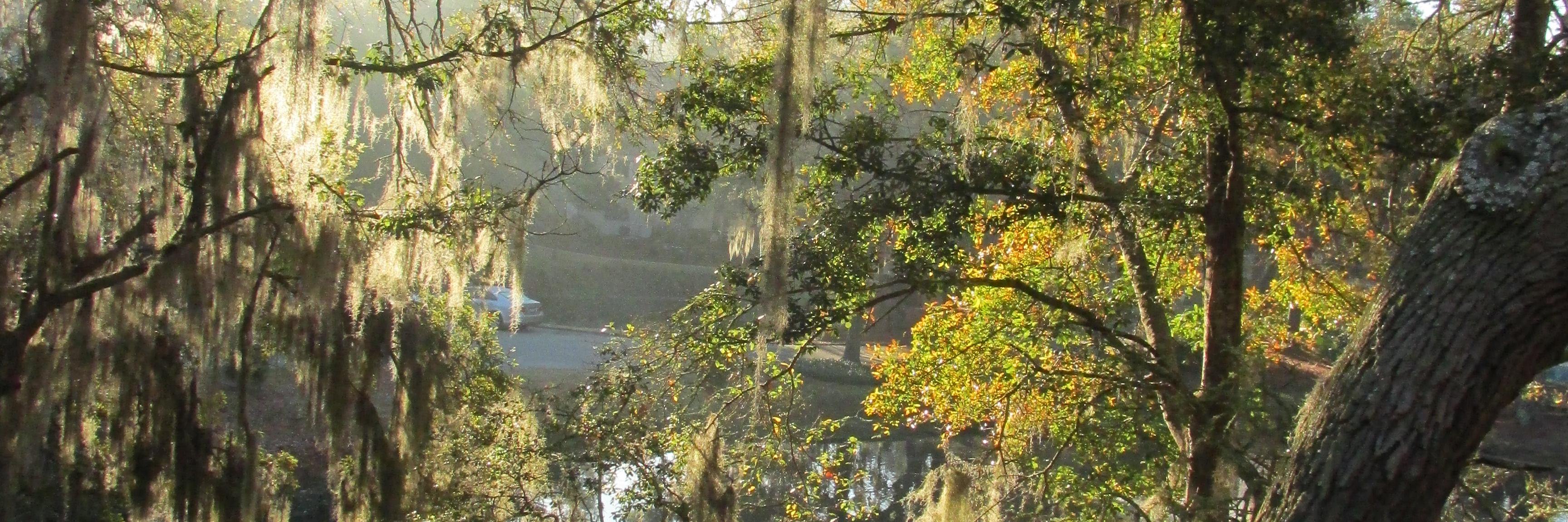 Adrienne Rigler banner