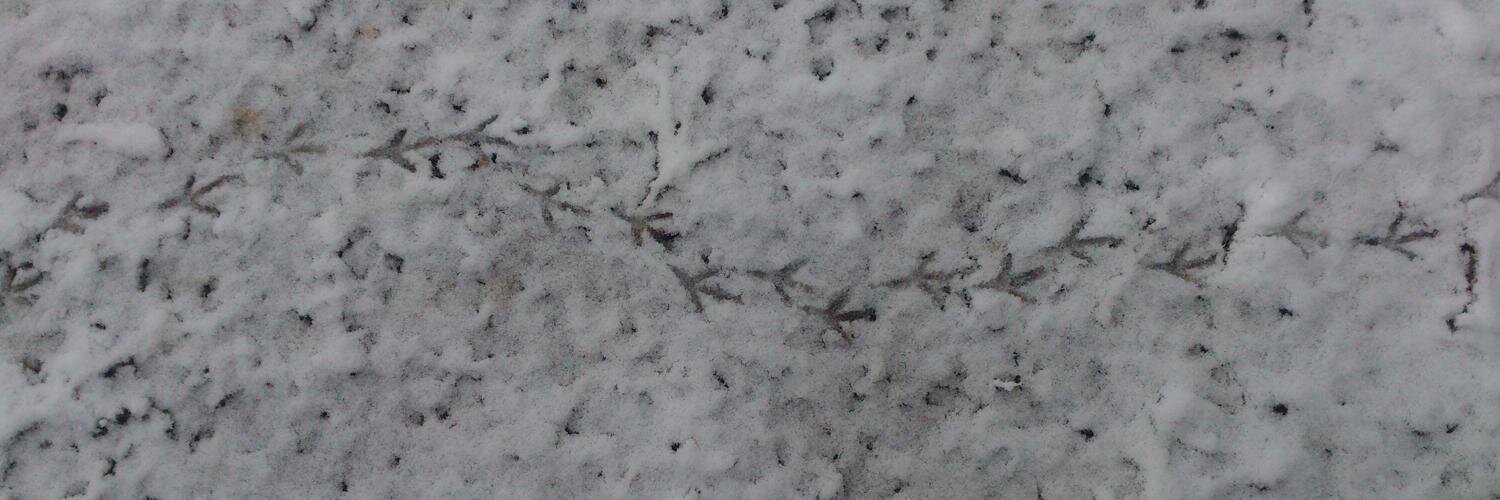 bitgleams's profile banner image