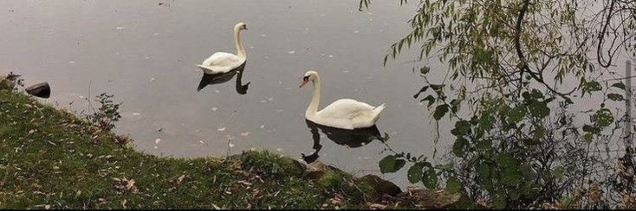 🦢 banner