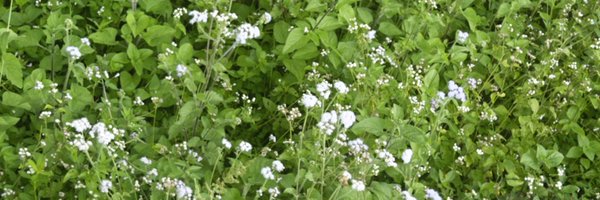 rayeshabrina Profile Banner