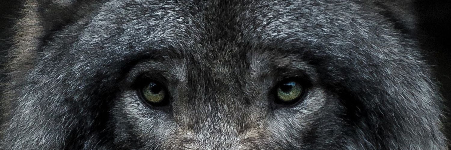1695_Mehdi's profile banner image