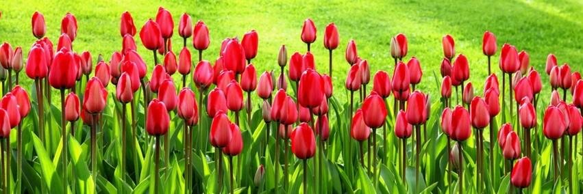 Joyce_faustino's profile banner image