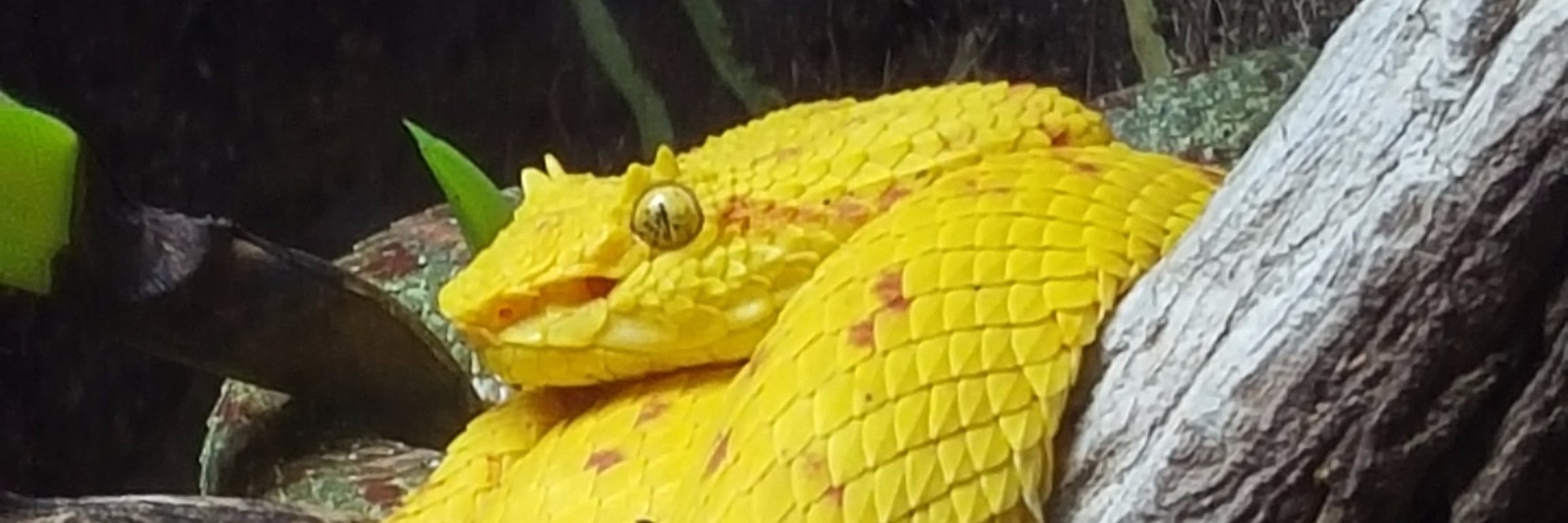 GhostDragonx's profile banner image