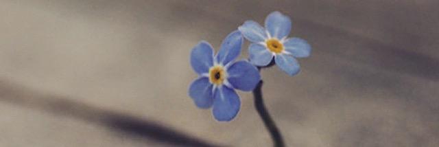 CalziLu's profile banner image