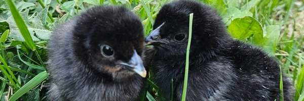 iEagle2k Profile Banner