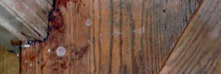 Tiddy𓅓 à la 𓅓Talons banner