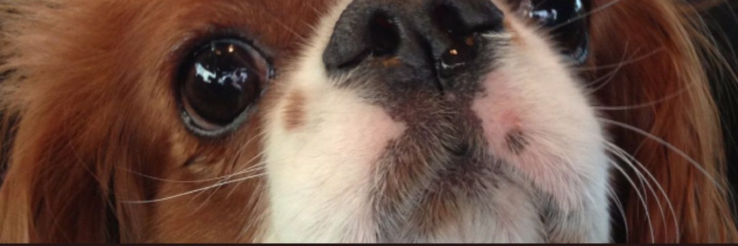 Roger Valencia banner