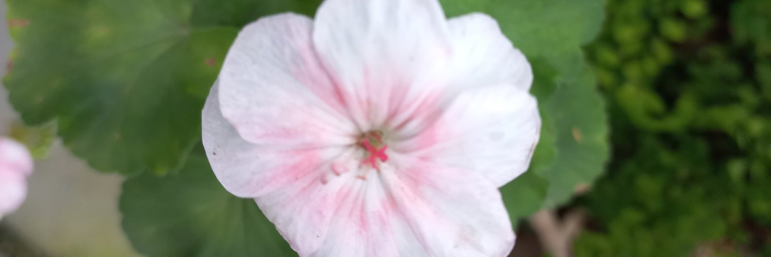 kksswh's profile banner image