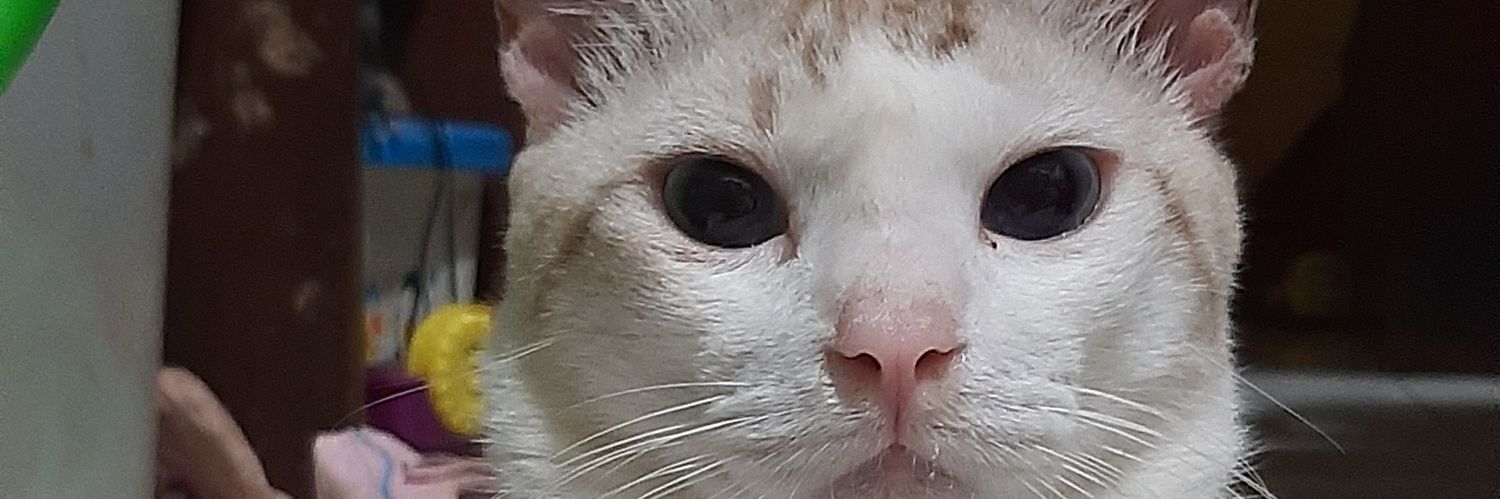 CampDit's profile banner image