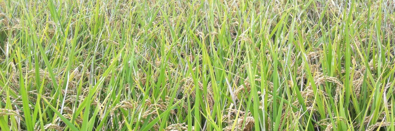 goanjar's profile banner image