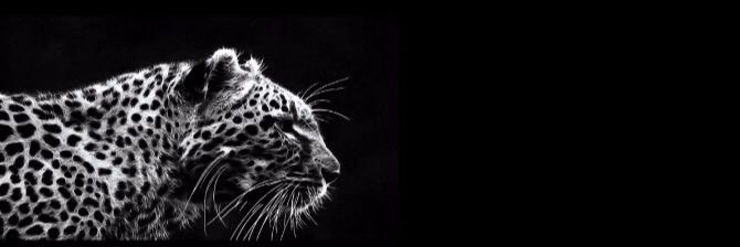 AlanoudAltaweel's profile banner image
