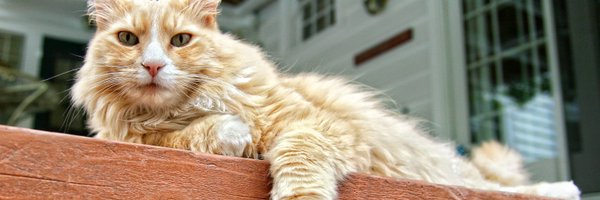 RensRescue Profile Banner