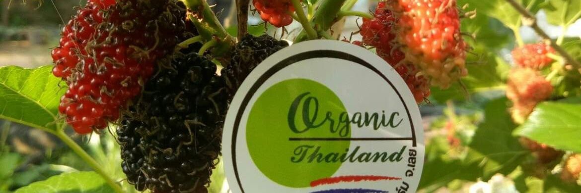 ariesleothai's profile banner image