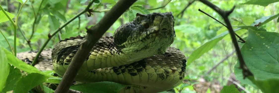 Timber Tweets banner