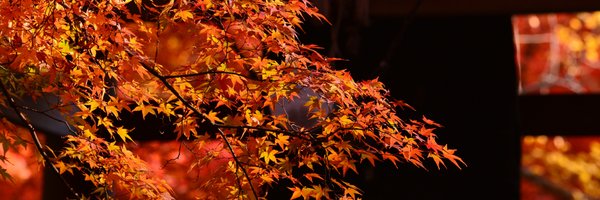 kittyom3 Profile Banner