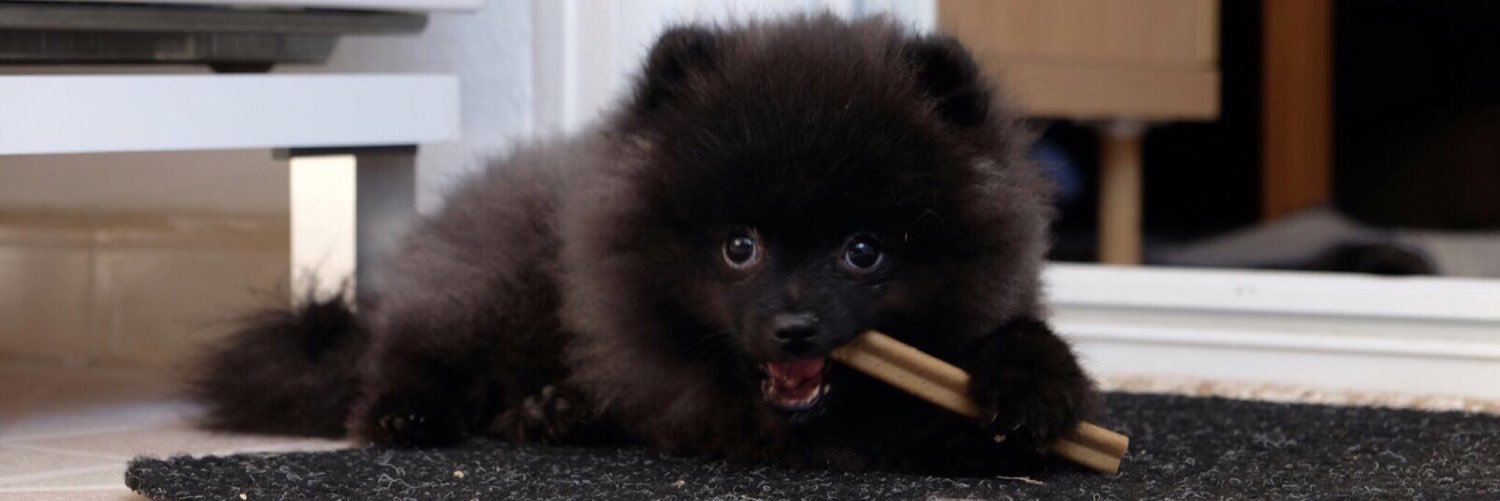 NeganPomerania's profile banner image