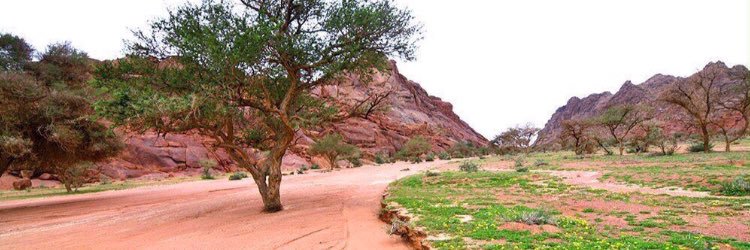 محمد الصقري banner