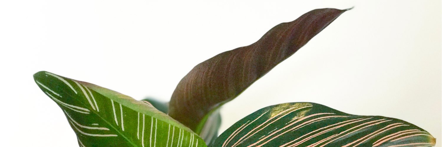 Evs_Em's profile banner image