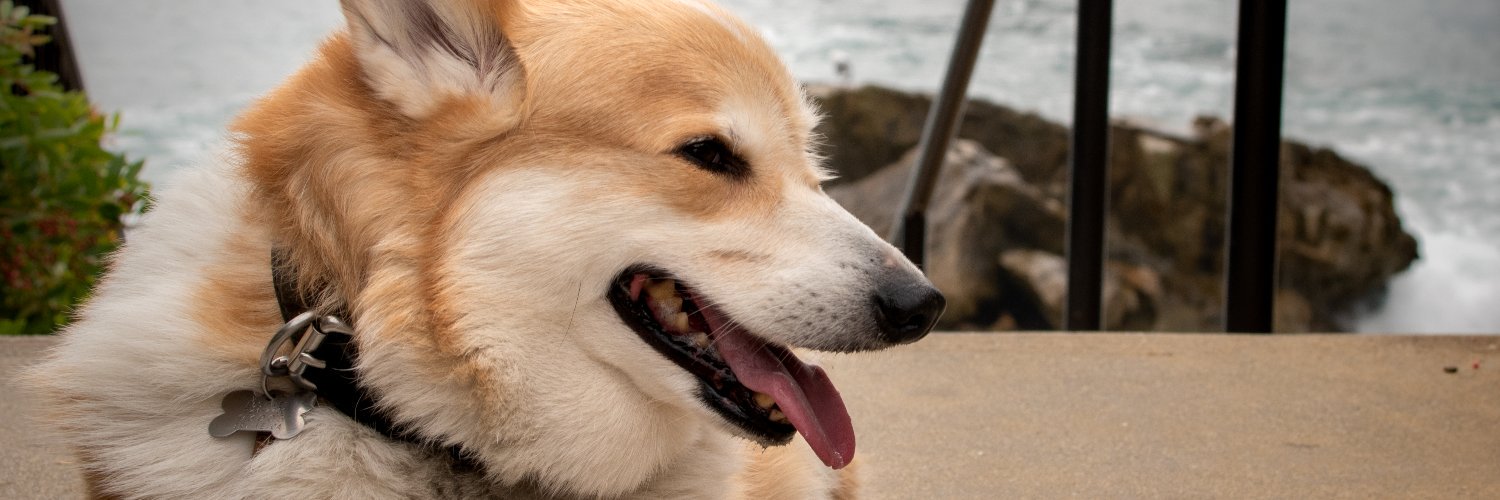 Russ the BlizzCorgi banner