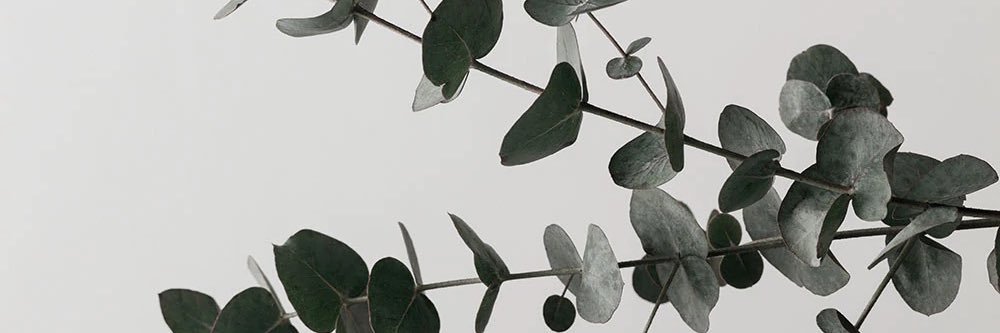 _lyncargo's profile banner image