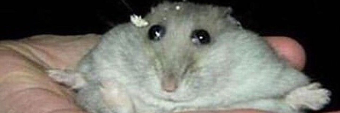 pyonicpyro's profile banner image