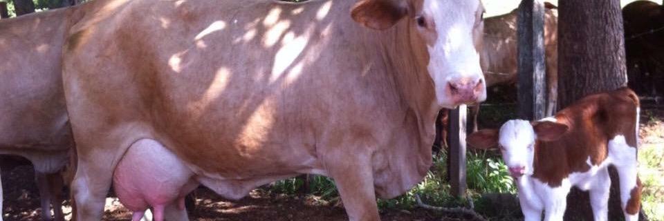 chechabello's profile banner image