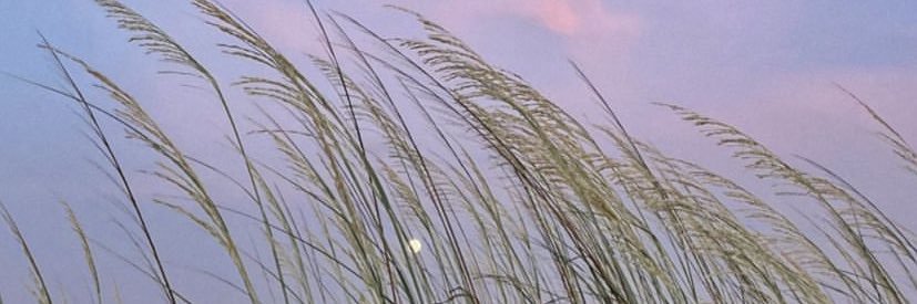 azutoso's profile banner image