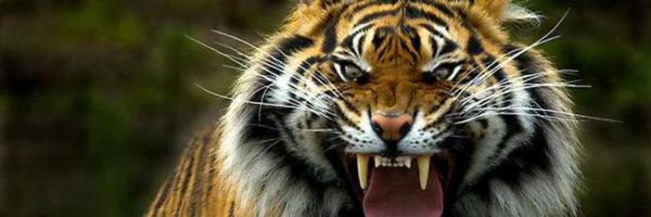 Inspectorseb Profile Banner