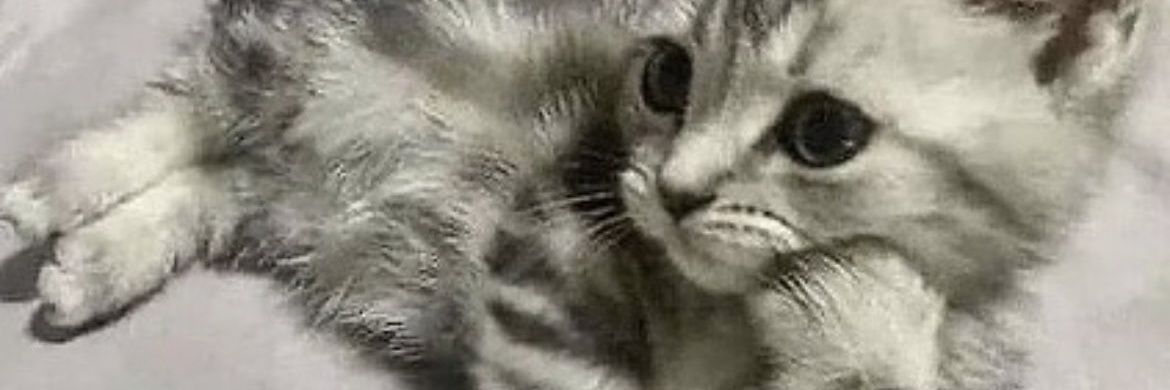 o_Matthieu_o's profile banner image