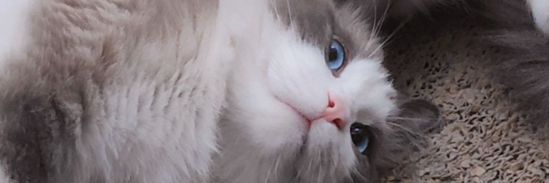 Ryo9burn's profile banner image