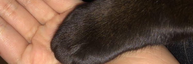 camicanoo_'s profile banner image