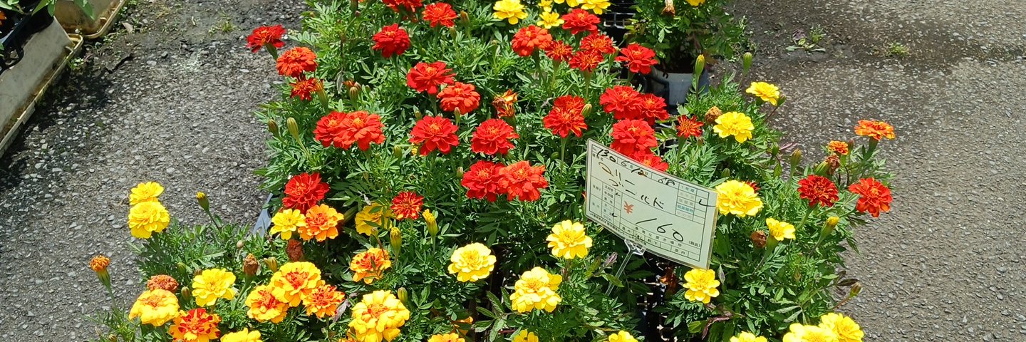 Xえつらん用 banner