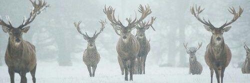 _Birdestt's profile banner image