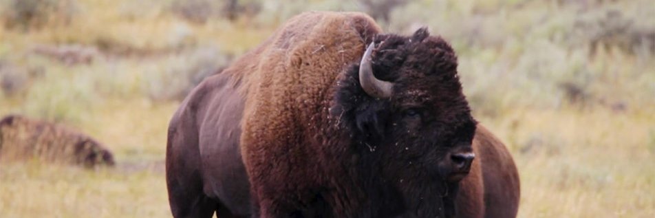 GoldBuffalo2's profile banner image