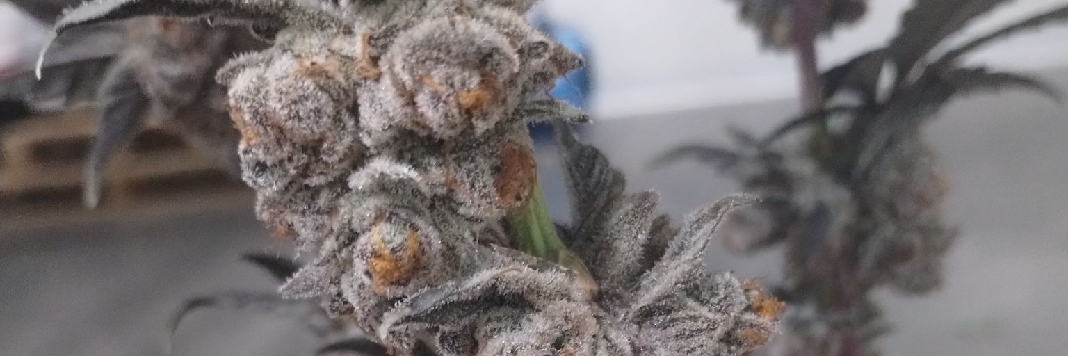 yesca06's profile banner image