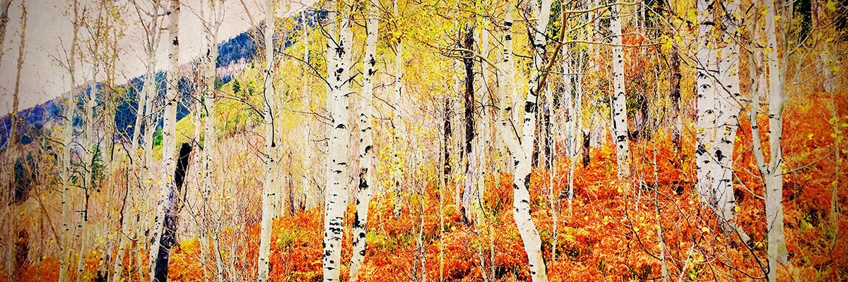 Paul Christensen banner