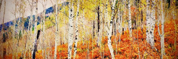 Paul_c1 Profile Banner