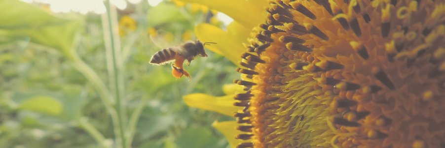 US Solidarity Economy Network banner